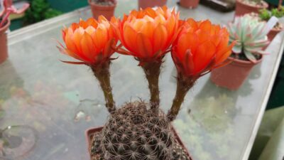 Lobivia "Arachnacantha f. nigra orang" - Зображення 6