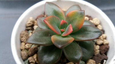 Echeveria "CHROMA"