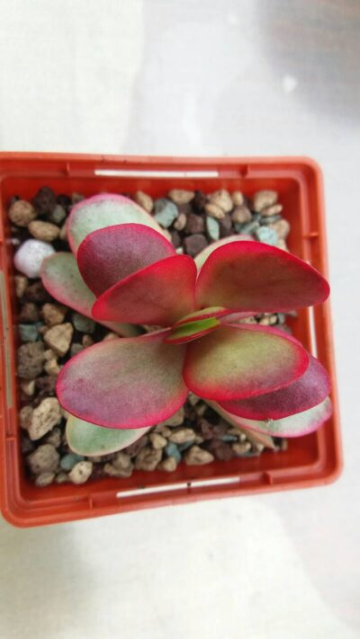 Crassula "CLAVATA" variegata - Зображення 2