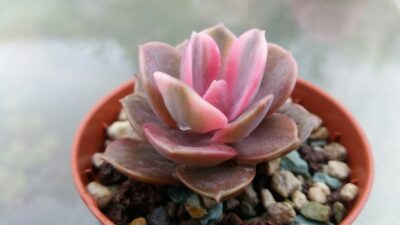 Echeveria "Rainbow" var.