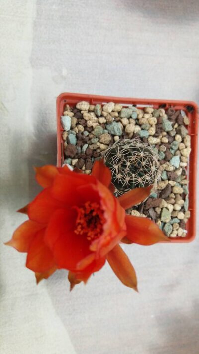 Lobivia "Arachnacantha f. nigra orang" - Зображення 3