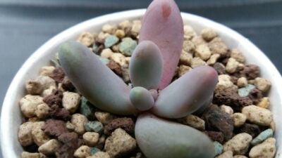Pachysedum 'Ganzhou'
