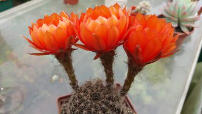 Lobivia "Arachnacantha f. nigra orang"
