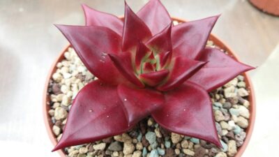 ECHEVERIA agavoides "ROMEO RUBIN" - Зображення 5