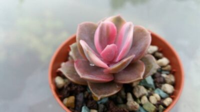 Echeveria "Rainbow" var. - Зображення 3