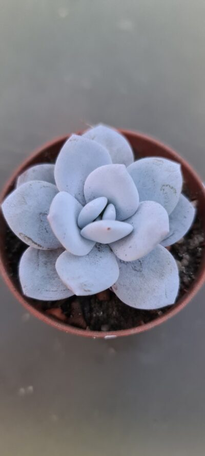 Echeveria "laui" - Зображення 2