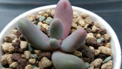 Pachysedum 'Ganzhou' - Зображення 2