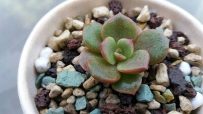 ECHEVERIA "VAMPIRE RED BOLL" - Зображення 4