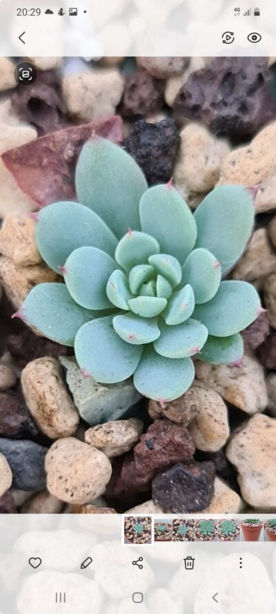 ECHEVERIA "Sierra" - Зображення 2