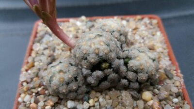 MAMMILLARIA THERESAE