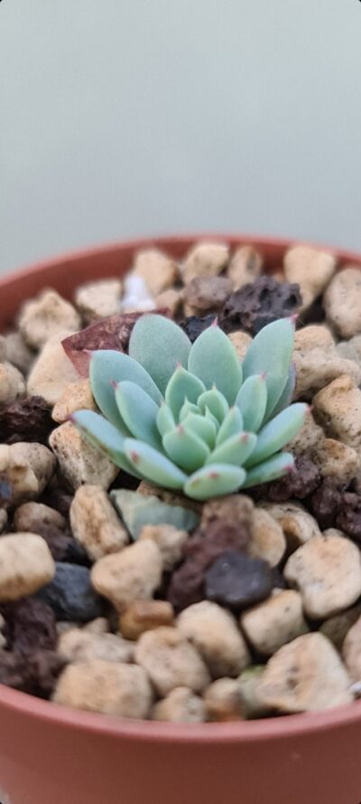 ECHEVERIA "Sierra" - Зображення 3