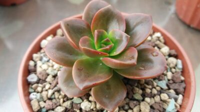 ECHEVERIA "MELACO"