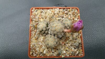 MAMMILLARIA THERESAE - Зображення 3