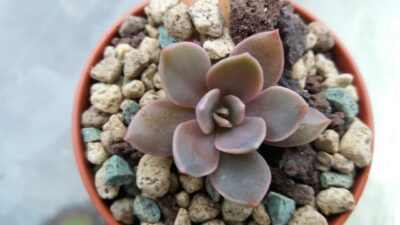 ECHEVERIA "ROB ROY" - Зображення 2