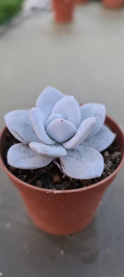 Echeveria "laui"