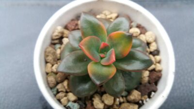 Echeveria "CHROMA" - Зображення 2