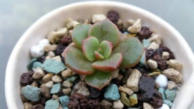 ECHEVERIA "VAMPIRE RED BOLL"