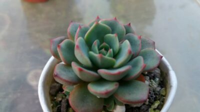 ECHEVERIA "Sitifukumiama' x Moranii"