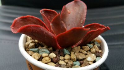Echeveria "Pappy's Rose"