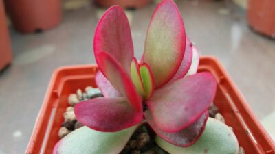 Crassula "CLAVATA" variegata