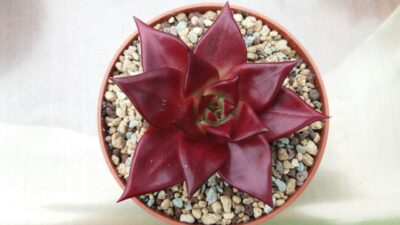 ECHEVERIA agavoides "ROMEO RUBIN" - Зображення 4