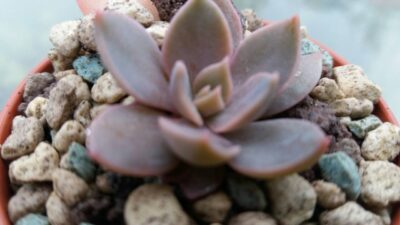 ECHEVERIA "ROB ROY" - Зображення 3