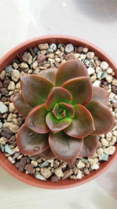 ECHEVERIA "MELACO" - Зображення 2