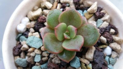 ECHEVERIA "VAMPIRE RED BOLL" - Зображення 3