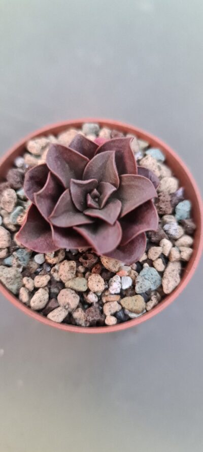 ECHEVERIA "MELACO" - Зображення 2