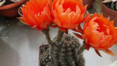 Lobivia "Arachnacantha f. nigra orang" - Зображення 4