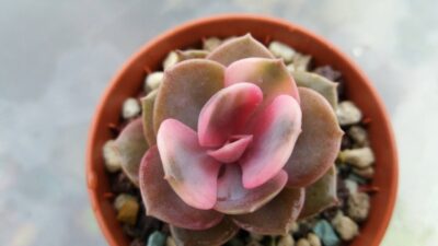 Echeveria "Rainbow" var. - Зображення 2