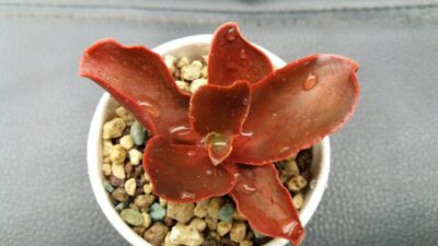 Echeveria "Pappy's Rose" - Зображення 2