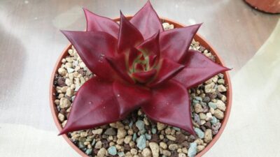 ECHEVERIA agavoides "ROMEO RUBIN"