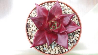 ECHEVERIA agavoides "ROMEO RUBIN" - Зображення 3
