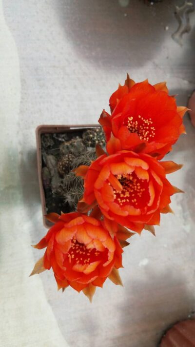 Lobivia "Arachnacantha f. nigra orang" - Зображення 5