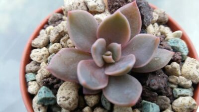 ECHEVERIA "ROB ROY"