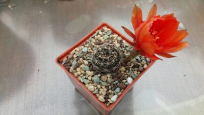 Lobivia "Arachnacantha f. nigra orang" - Зображення 2
