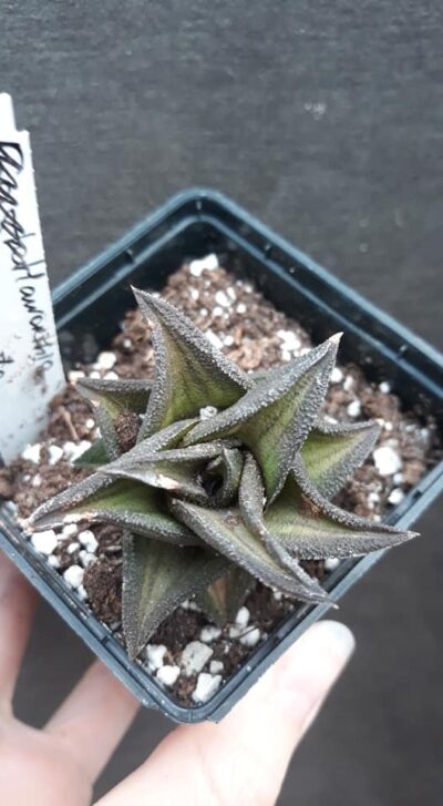 haworthia nigra variegata горшок 7см