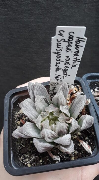 haworthia cooperi variegata cv Suisyodama HOF-2 ex Japan горшок 6,5см
