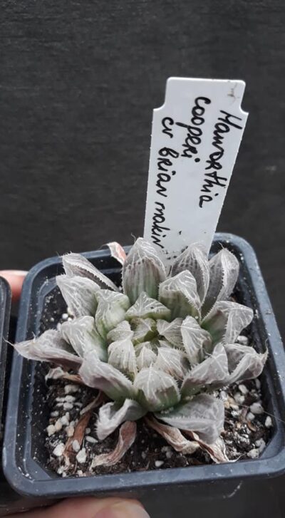 haworthia cooperi variegata cv Brain Makin горшок 6,5см