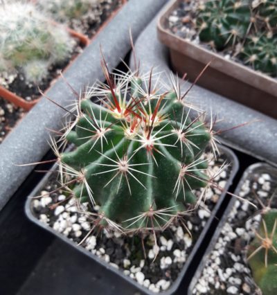 Hamatocactus setispinus
