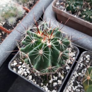 Hamatocactus setispinus | 88