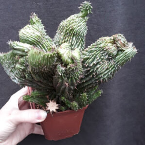 Euphorbia green elf monster вкорінений сегмент