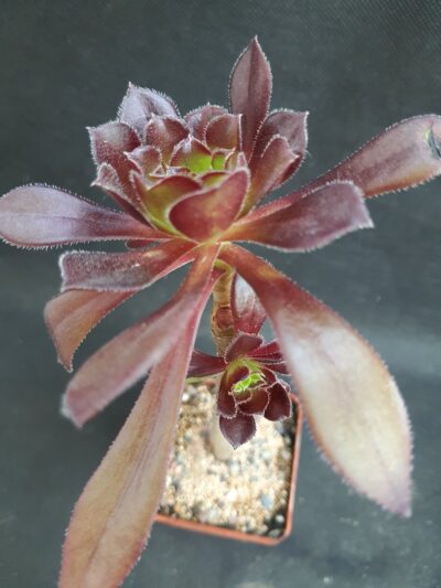 Aeonium arboreum 'Atropurpureum'