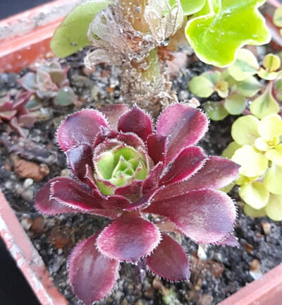Aeonium Mardi Gras