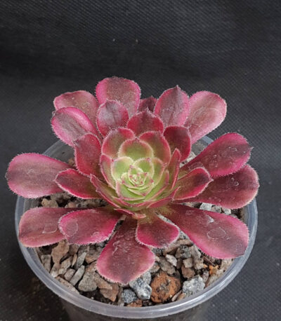 Aeonium Mardi Gras
