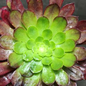 Aeonium hybrid (Spain)