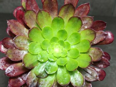 Aeonium hybrid (Spain)