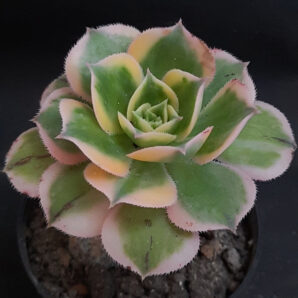 Aeonium Sunburst | 4
