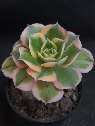 Aeonium Sunburst
